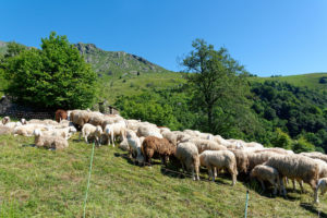Sentiero del basilisco - Cintano - © photo: luca chiartano focusgrafica.it