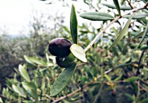 valmalesina