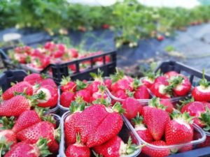 fragole