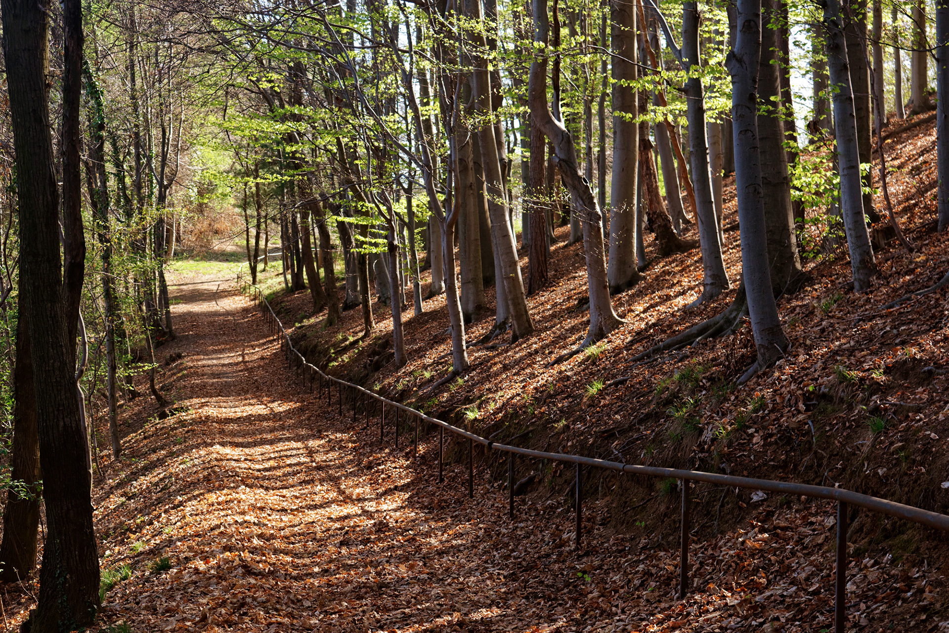 PASSEGGIARE <BR>NEI BOSCHI
